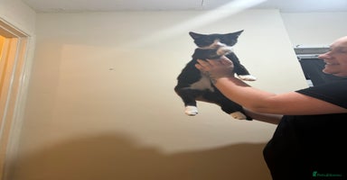 Mixed Breed cats - Advert 15