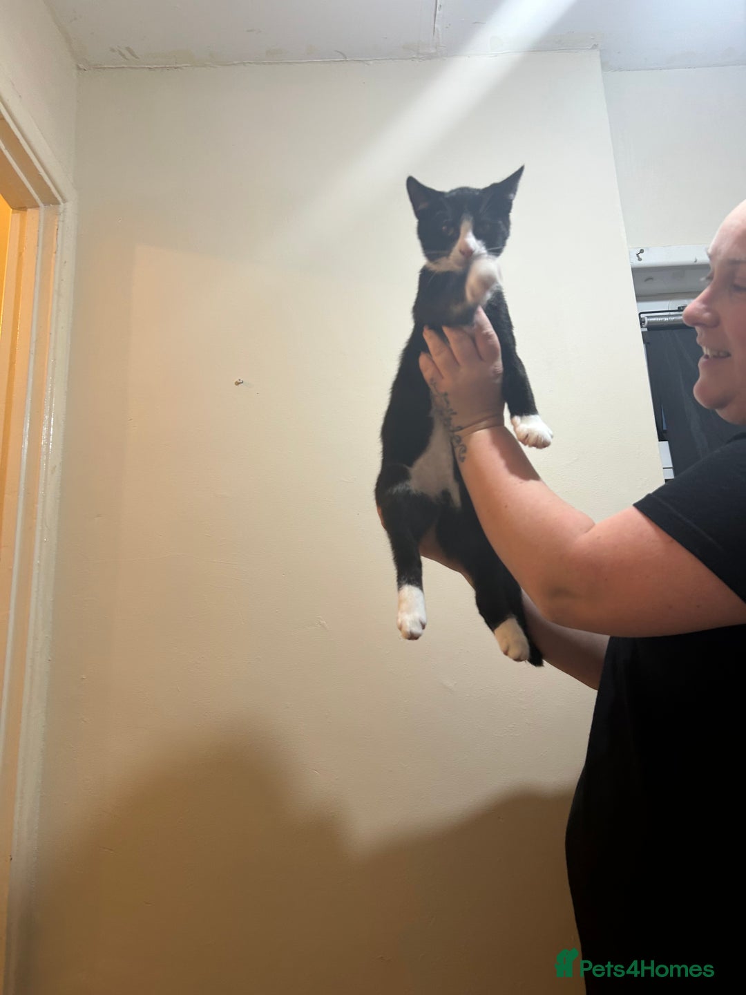 Mixed Breed cats for sale: Beautiful cross breed kittens  - Image 2