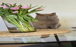 British Shorthair cats for sale: 2 LILAC BOYS CHUBBY BEAUTIES - Image 5