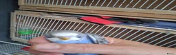 Budgerigars birds for sale: Baby budgies ready now  - Advert 3