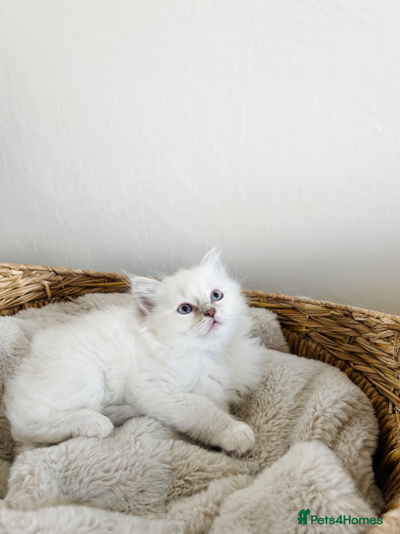 Ragdoll cats Ragdoll kittens - Advert 14