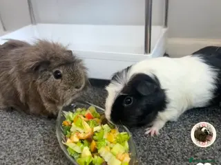 Guinea Pig rodents Female guinea pigs and cage - Advert 2