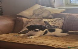 English Springer Spaniel dogs for sale: English springer spaniel pups  - Advert 6