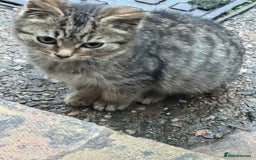 Maine Coon cats for sale: Female kitten - Advert 5