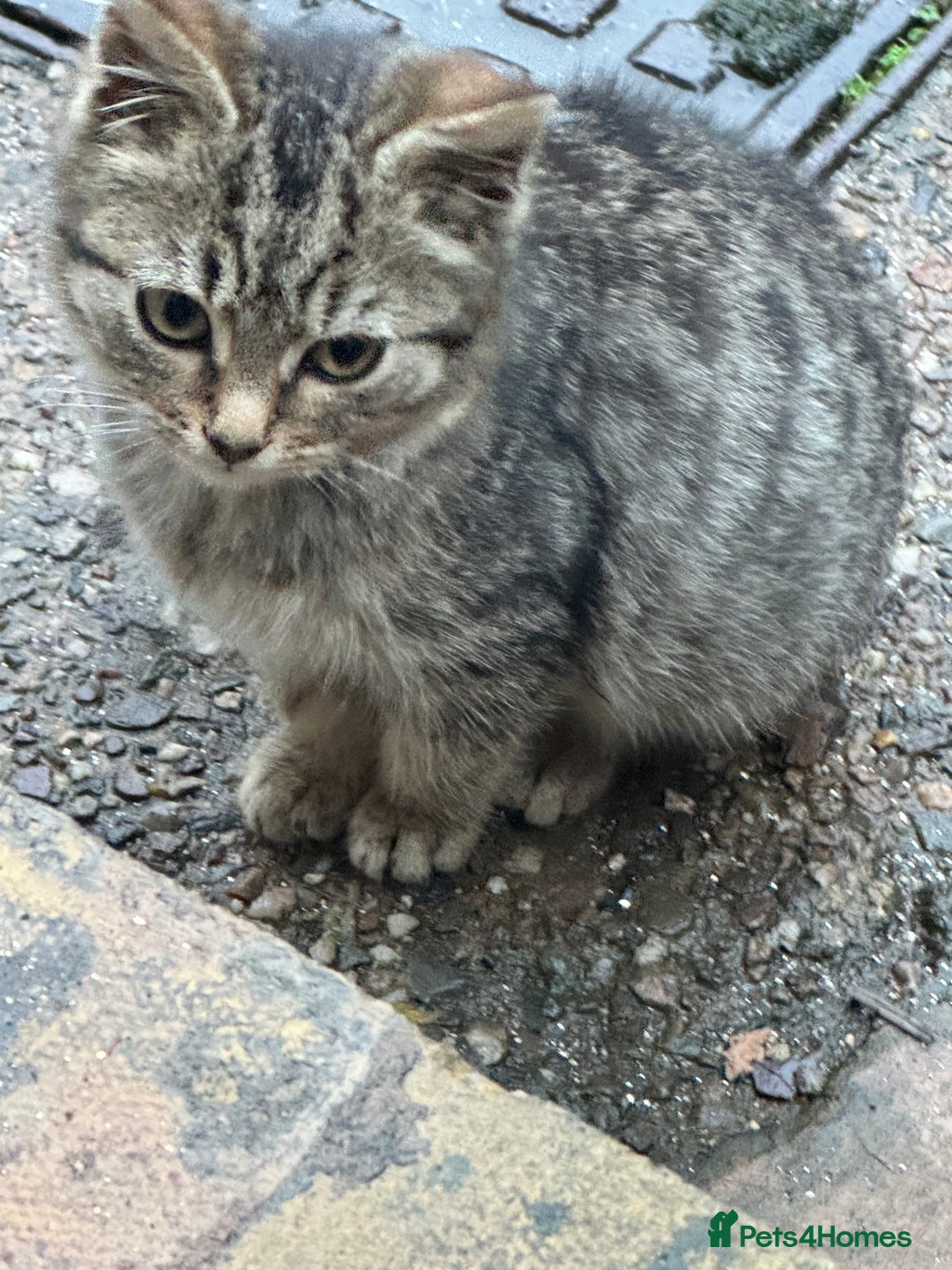 Maine Coon cats for sale: Female kitten - Advert 5