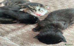 Mixed Breed cats for sale: Kitten for sale  - Image 1