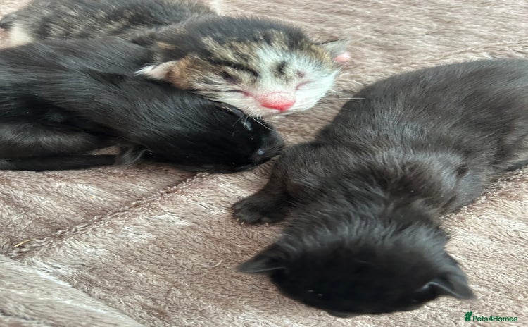 Mixed Breed cats - Advert 1