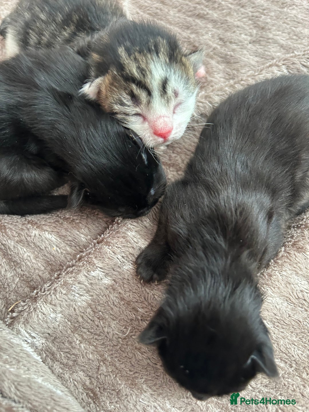 Mixed Breed cats for sale: Kitten for sale  - Image 1
