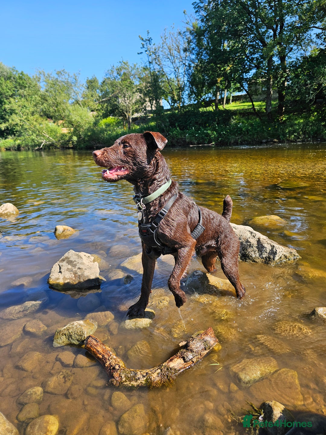 Patterdale Terrier dogs for stud: Patterdale for stud  - Image 5