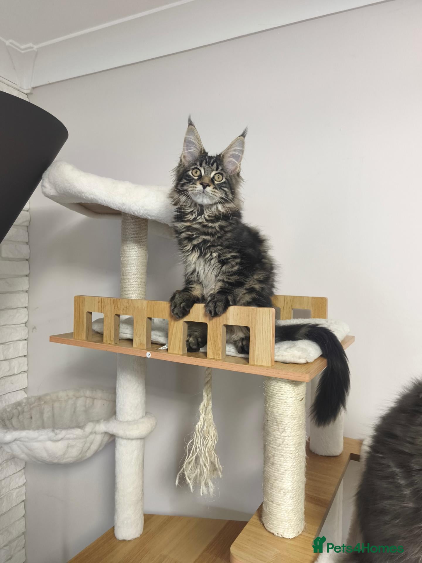 Maine Coon cats for sale: READY NOW last boy beautiful Maine Coon kittens - Advert 1
