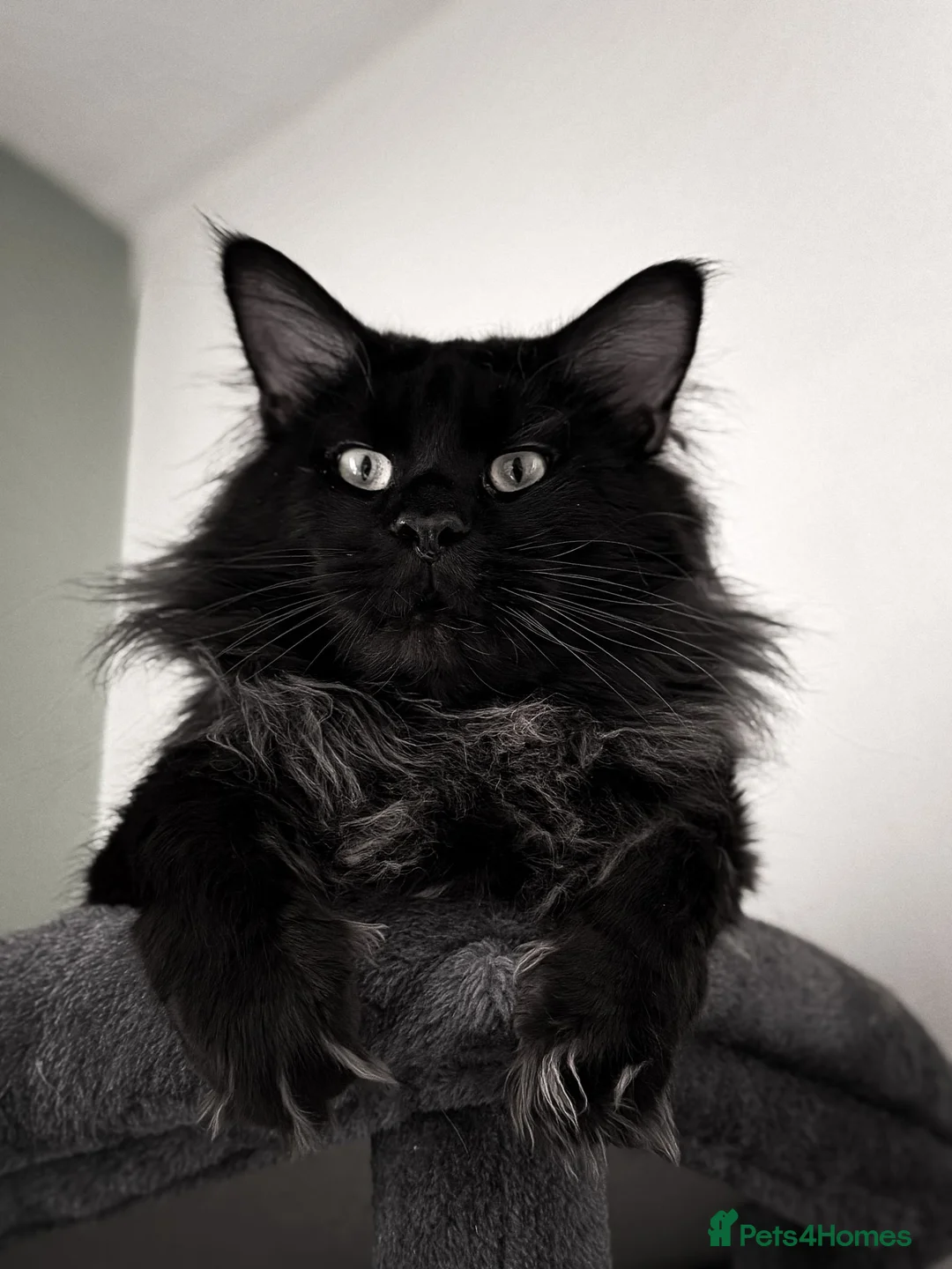 Maine Coon cats for sale: ❤️READY NOW❤️ Maine coon kittens - Advert 2