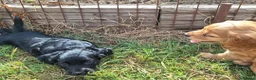 Cocker Spaniel dogs for sale: Stunning Cocker Spaniel puppies  in Berkeley - Advert 5