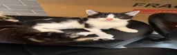 Mixed Breed cats for sale: Black and white female kitten - Advert 2