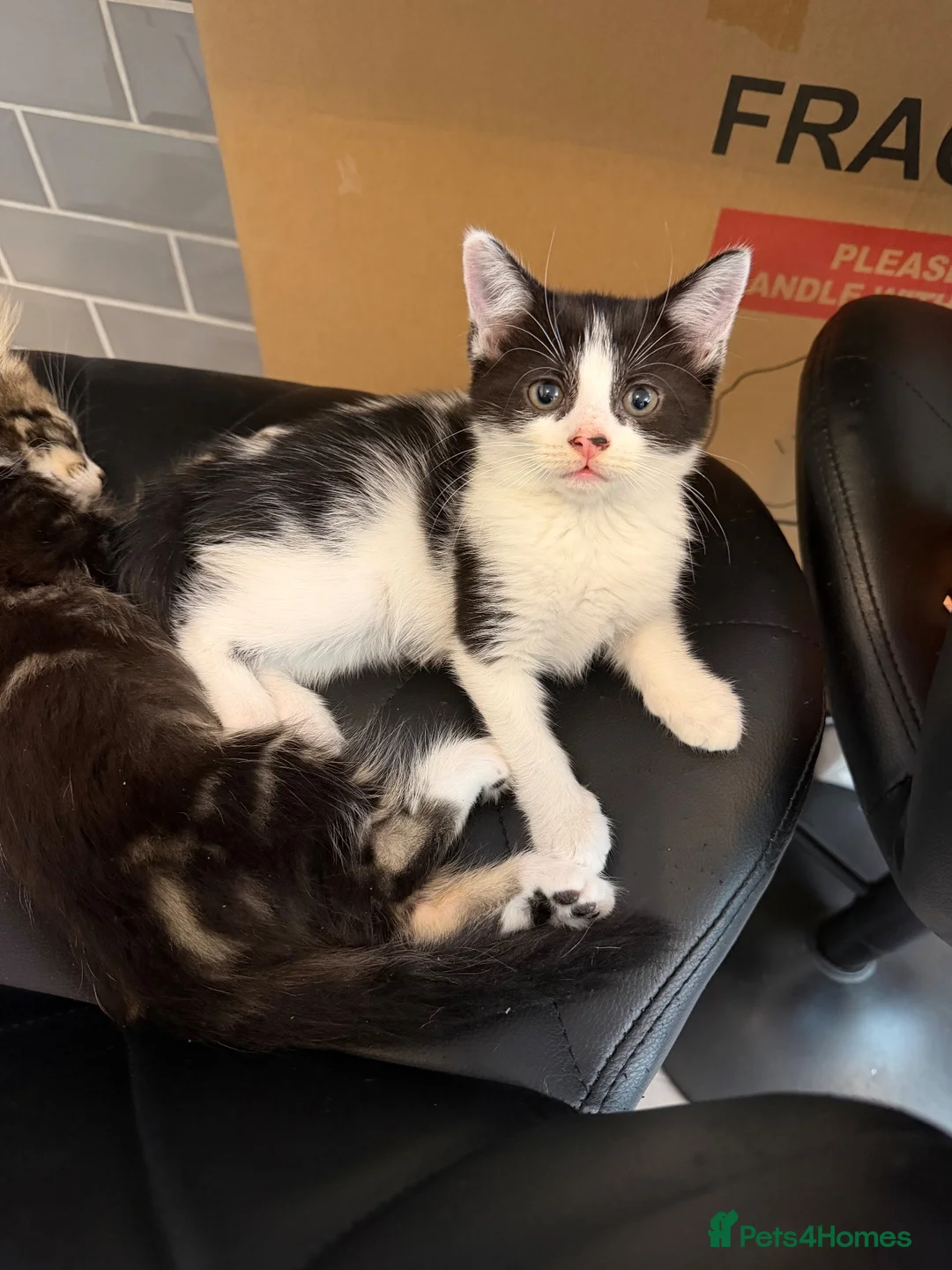 Mixed Breed cats for sale: Black and white female kitten - Advert 2