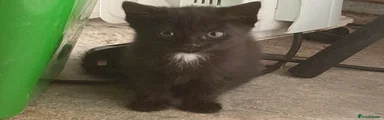 Black fluffy boy