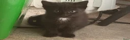 Persian cats for sale: 4 beautiful kittens ready to go now !!! - Advert 6