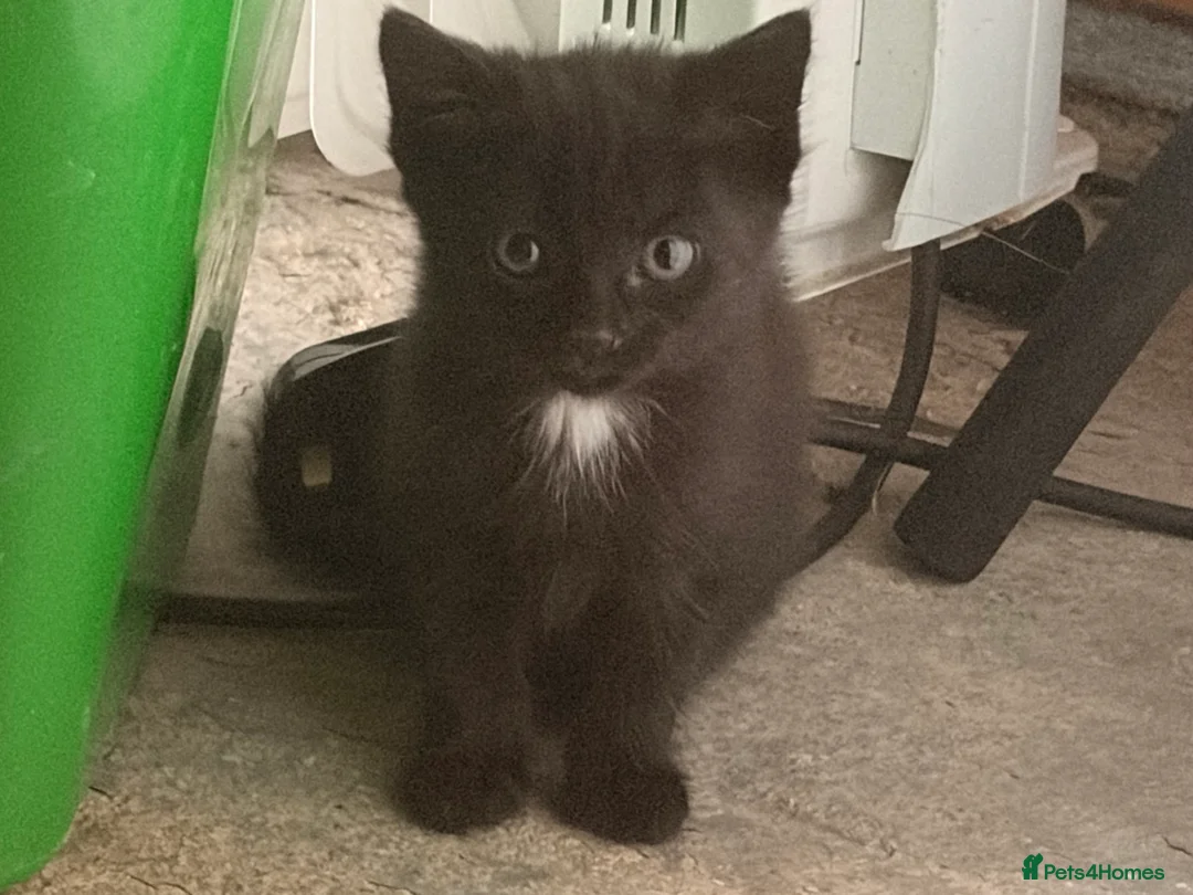 Persian cats for sale: 4 beautiful kittens ready to go now !!! - Advert 6