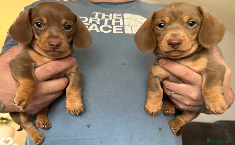 Miniature Dachshund dogs - Advert 7