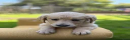 Mixed Breed dogs for sale: Magnificent blonde wolf dog puppies golden sarloos - Advert 31