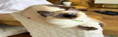 Ragdoll 1