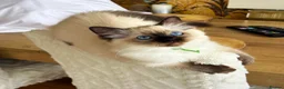 Ragdoll cats for sale: Seal colourpoint Ragdoll  - Advert 7