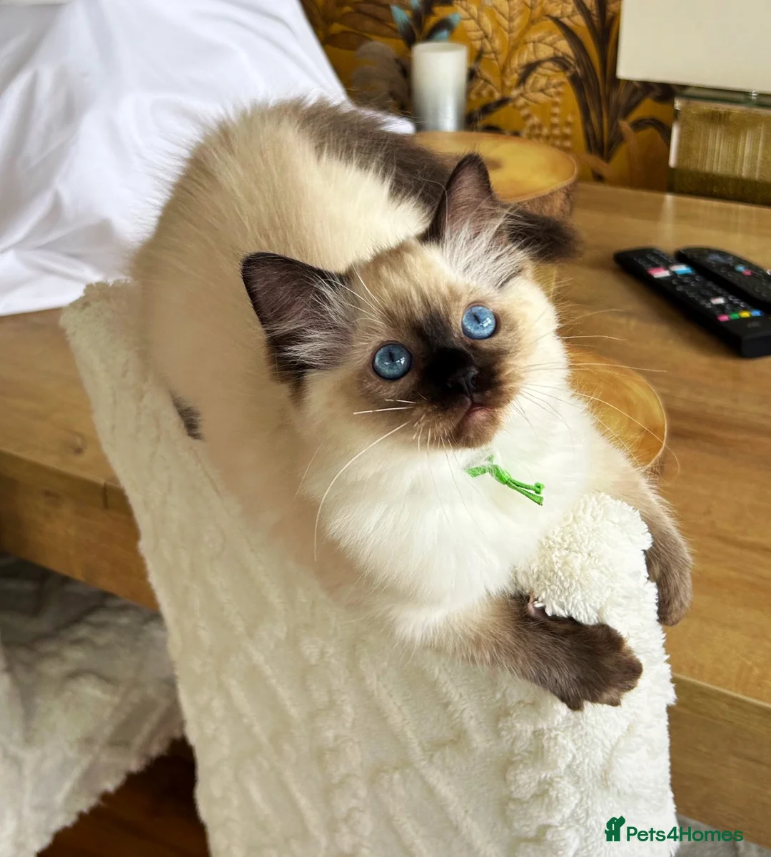 Ragdoll cats for sale: Seal colourpoint Ragdoll  - Advert 7