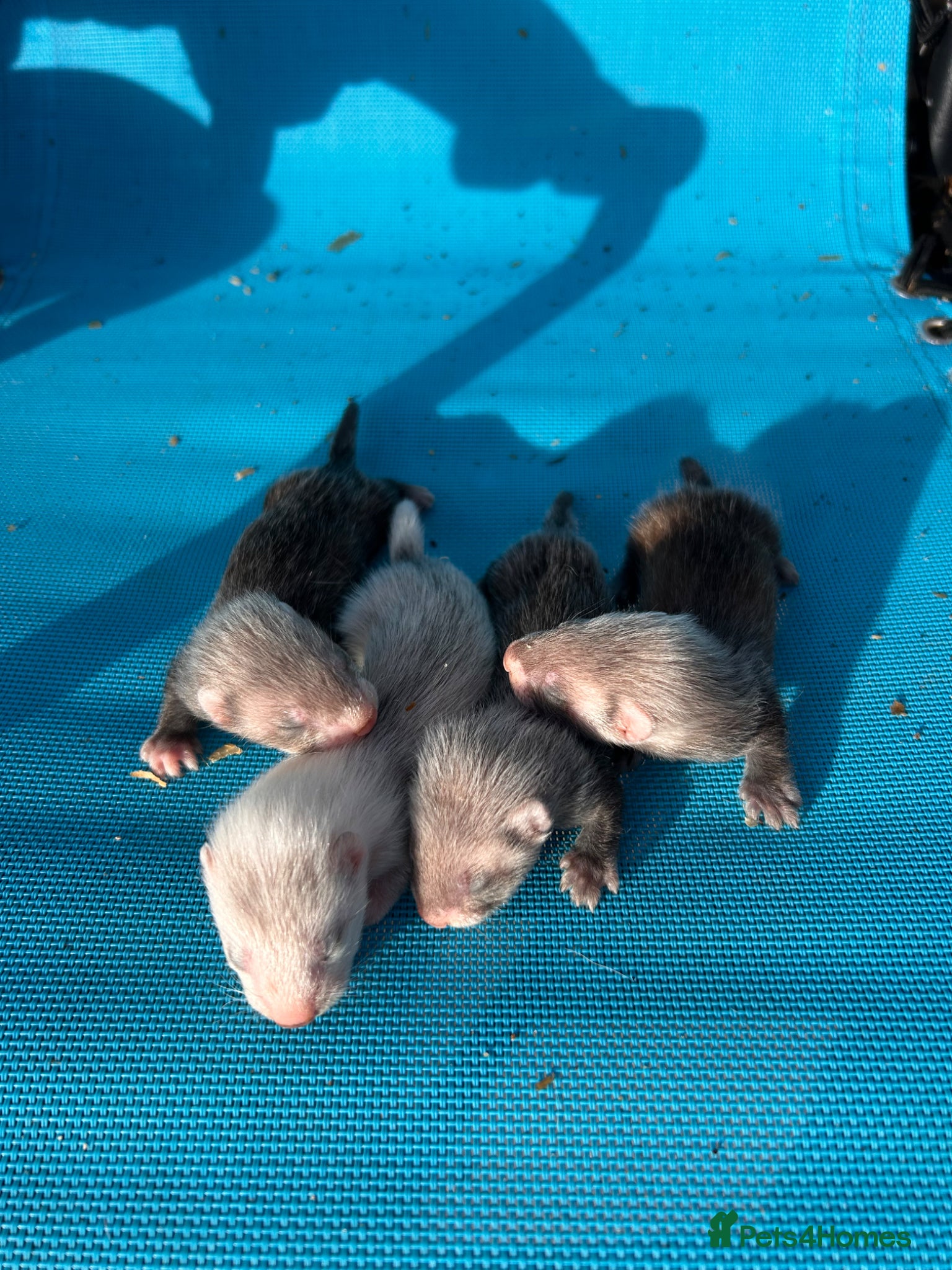 Ferret rodents 1 silver semi angora and 3 sable semi hobs LEFT - Advert 4