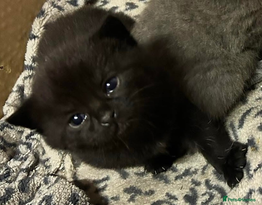 Russian Blue cats for sale: Black Russian blue  - Image 8