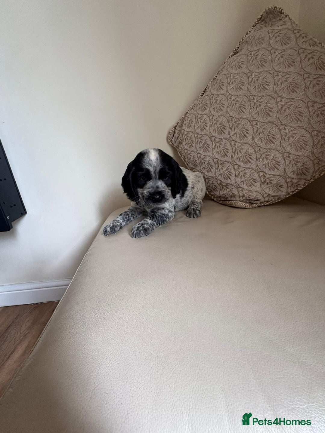 Cocker Spaniel dogs for sale: blue roam cocker spaniels - Image 9