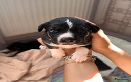 Mixed Breed dogs for sale: Mixbreed beautiful puppies  - Image 13