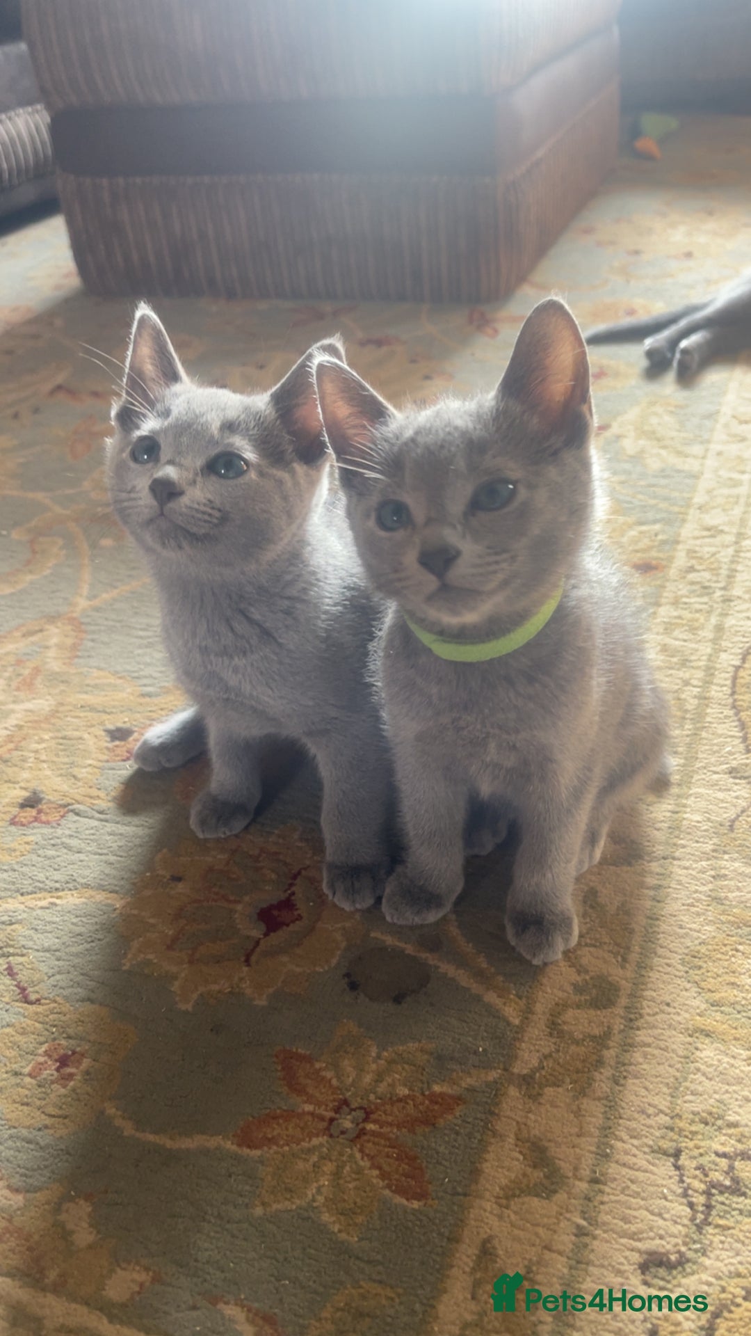 Russian Blue cats for sale: Pure Russian Blue Kittens  - Advert 3