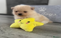 Pomeranian dogs for sale: KC registered Pomeranian puppies - Image 32