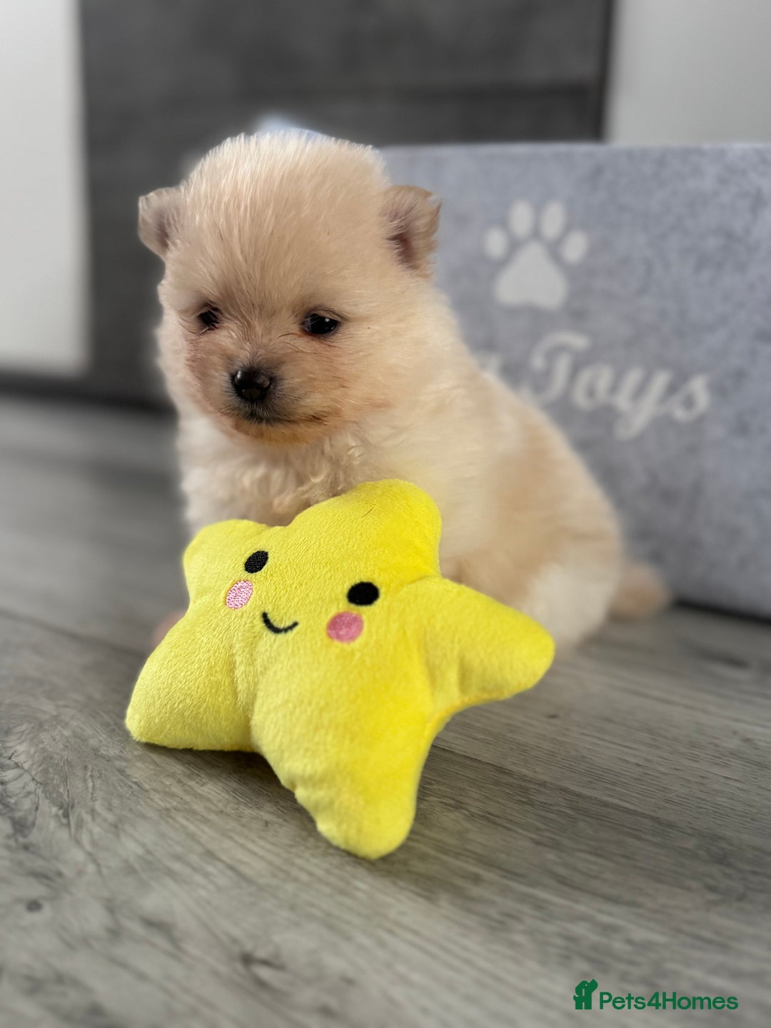 Pomeranian dogs for sale: KC registered Pomeranian puppies - Image 32