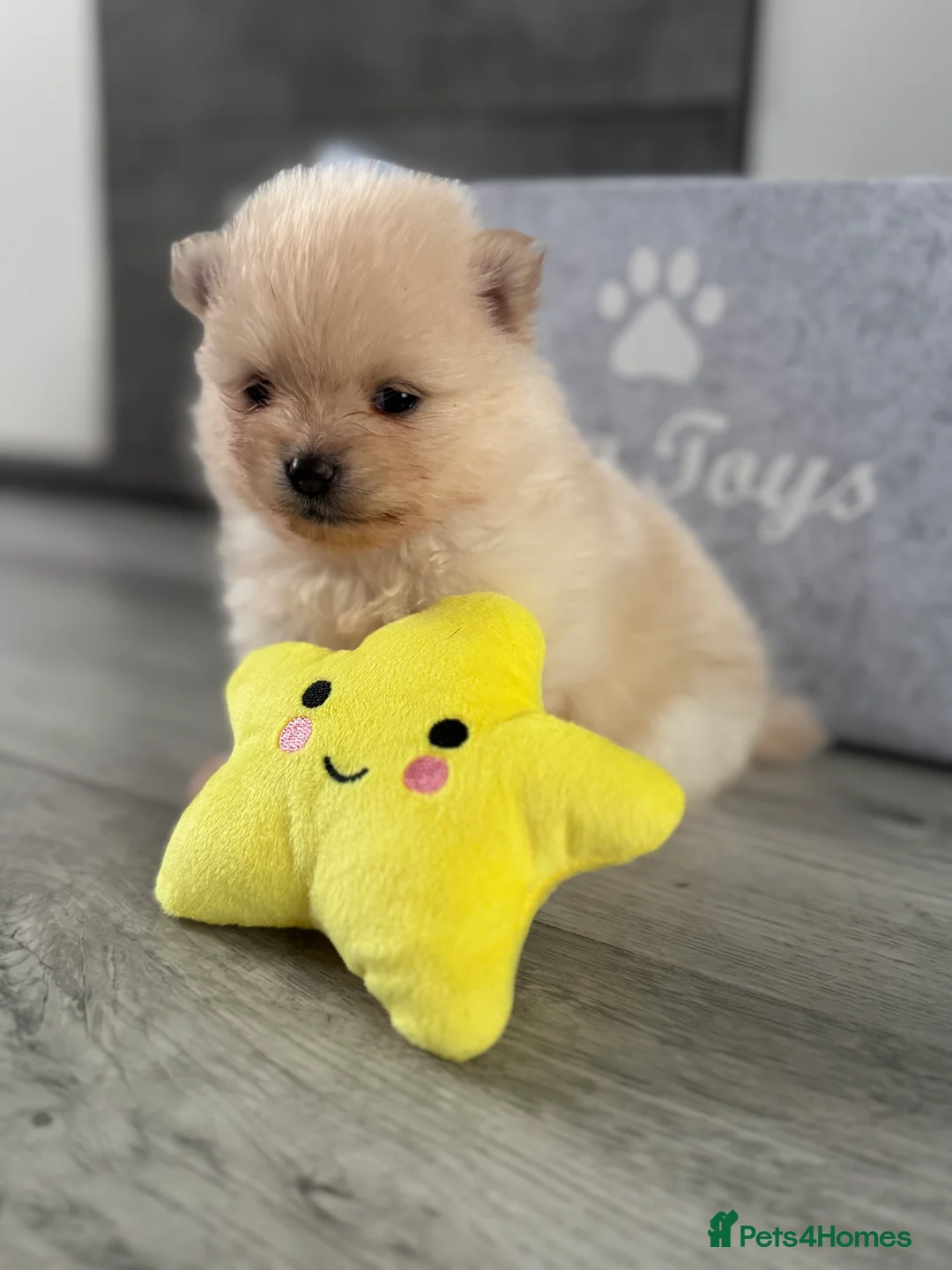 Pomeranian dogs for sale: KC registered boy! - Advert 25