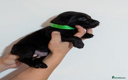 Labrador Retriever dogs for sale: litter of 11 kc reg lab retrievers 10weeks old - Image 17