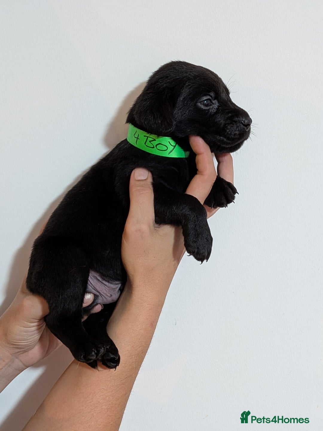 Labrador Retriever dogs for sale: litter of 11 kc reg lab retrievers 10weeks old - Image 17