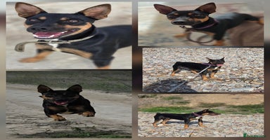 Miniature Pinscher dogs Smarty Pant Eric  - Advert 12