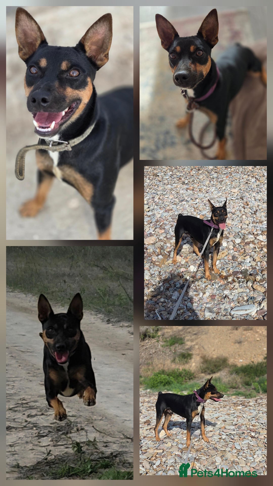 Miniature Pinscher dogs for adoption: Smarty Pant Eric  - Image 2