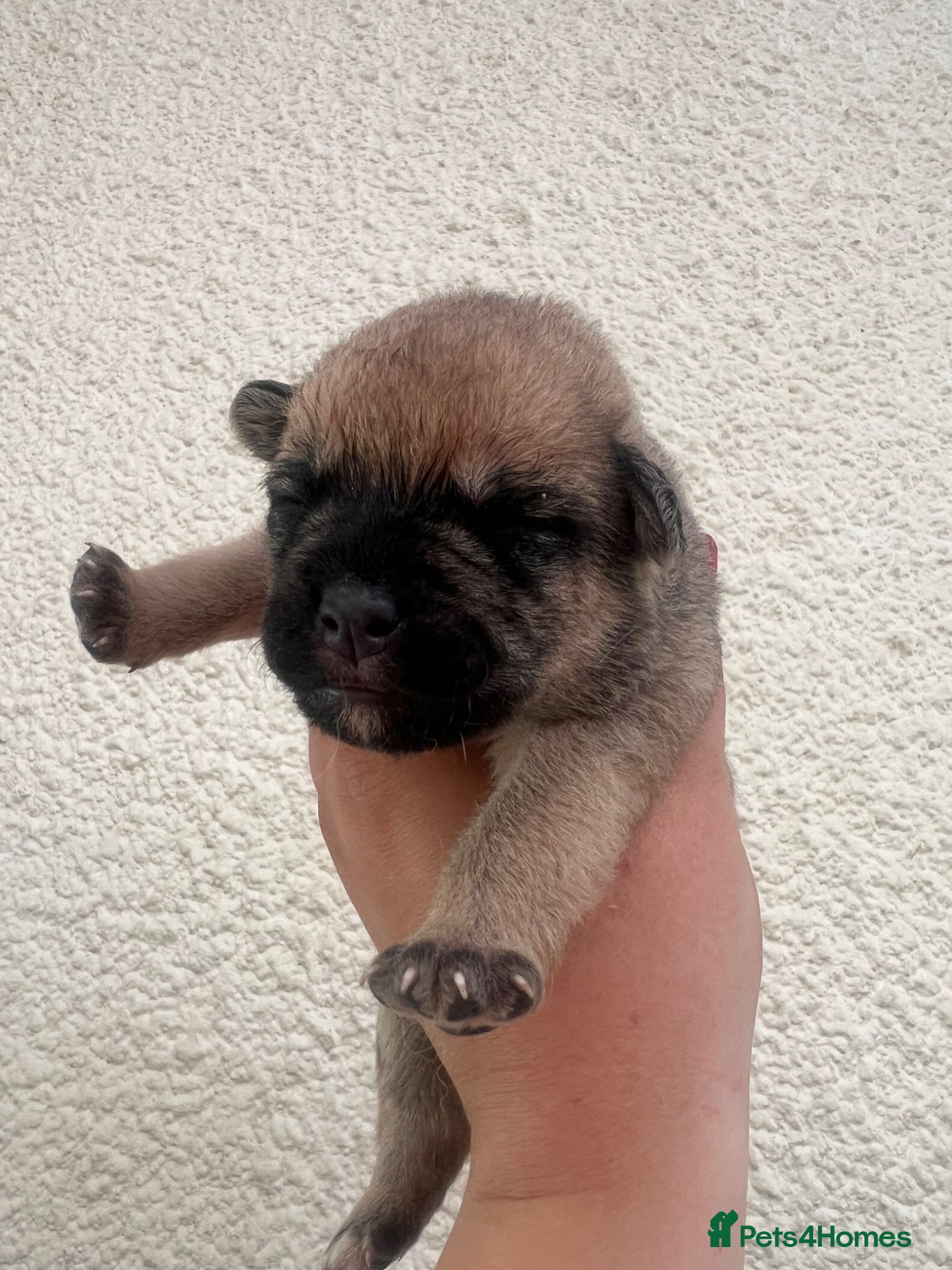 Mixed Breed dogs for sale: 7 beautiful Malkita x puppies with unique colours  - Advert 17