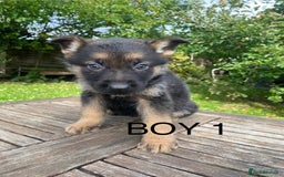 German Shepherd dogs for sale: Chunky Farm bred GSD pups ready now. - Image 6