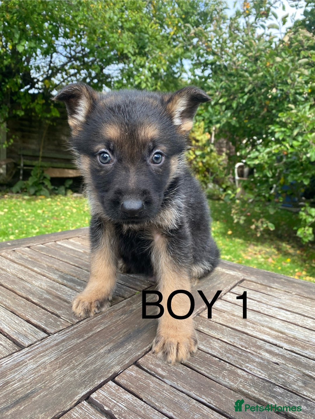 German Shepherd dogs for sale: Chunky Farm bred GSD pups ready now. - Image 6