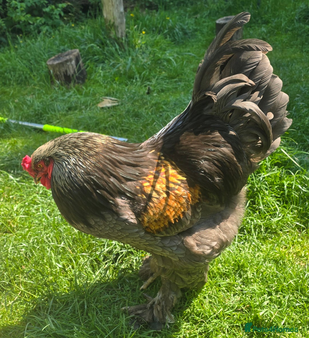Chickens poultry for sale: 1 year old pure bred Brahma cockerel - Image 5