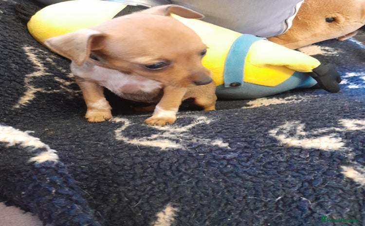 Miniature Pinscher dogs - Advert 1
