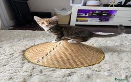 Mixed Breed cats for sale: 1 BEAUTIFUL KITTEN LEFT - 1 BOY! - Image 16