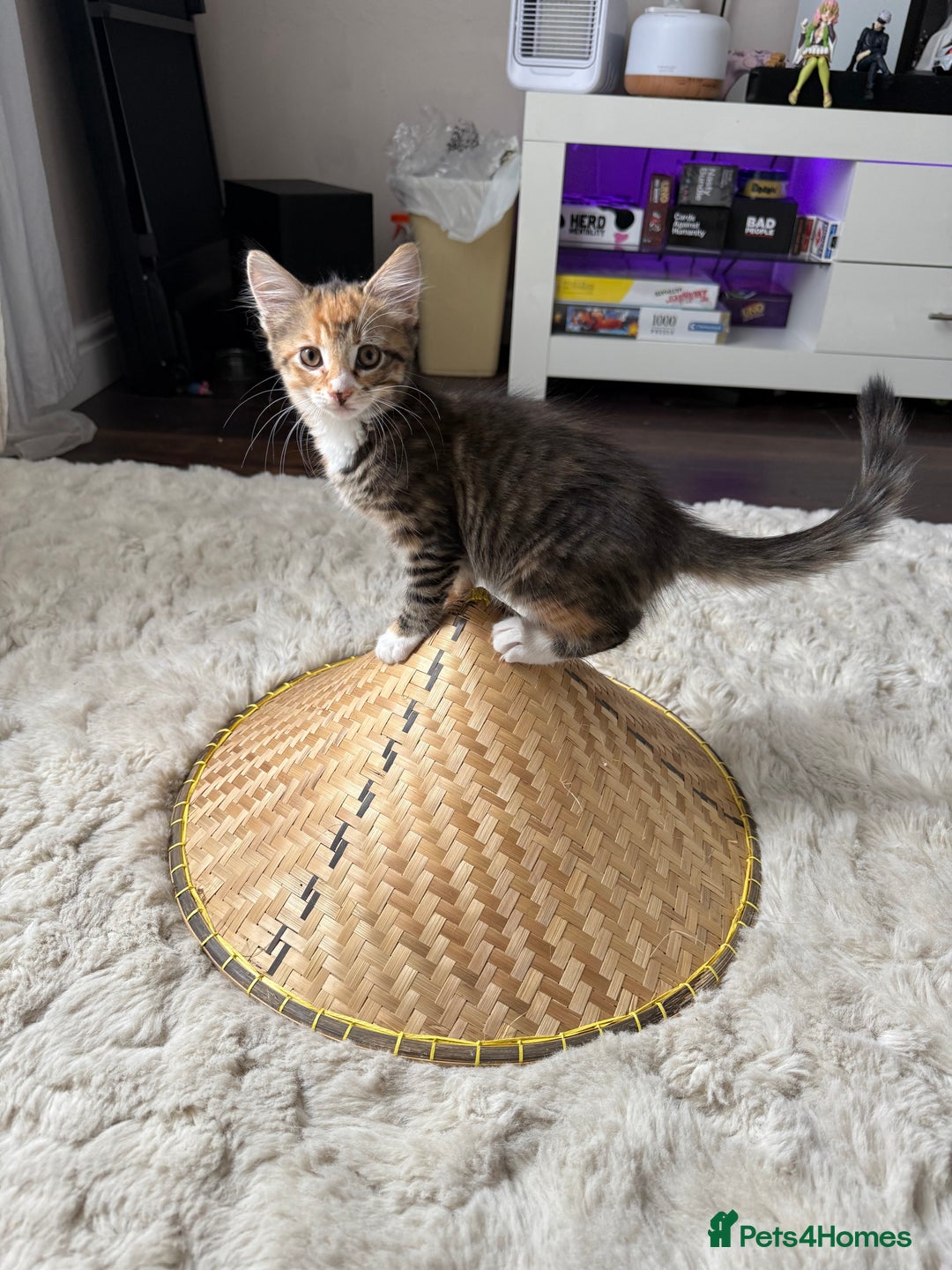 Mixed Breed cats for sale: 1 BEAUTIFUL KITTEN LEFT - 1 BOY! - Image 16