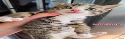 Mixed Breed cats for sale: 3 boys + 3 girls white kitten for sale - Advert 2