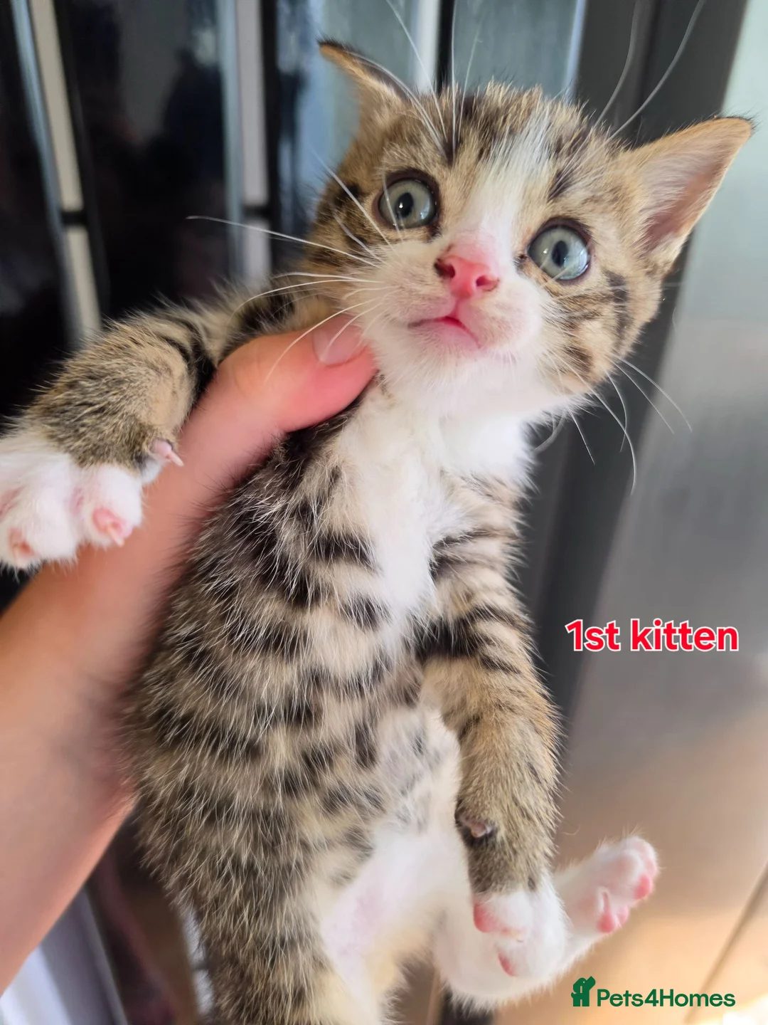 Mixed Breed cats for sale: 3 boys + 3 girls white kitten for sale - Advert 2