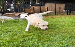 Labrador Retriever dogs for adoption: Lucia’s Story - Minutes from Death - Image 6