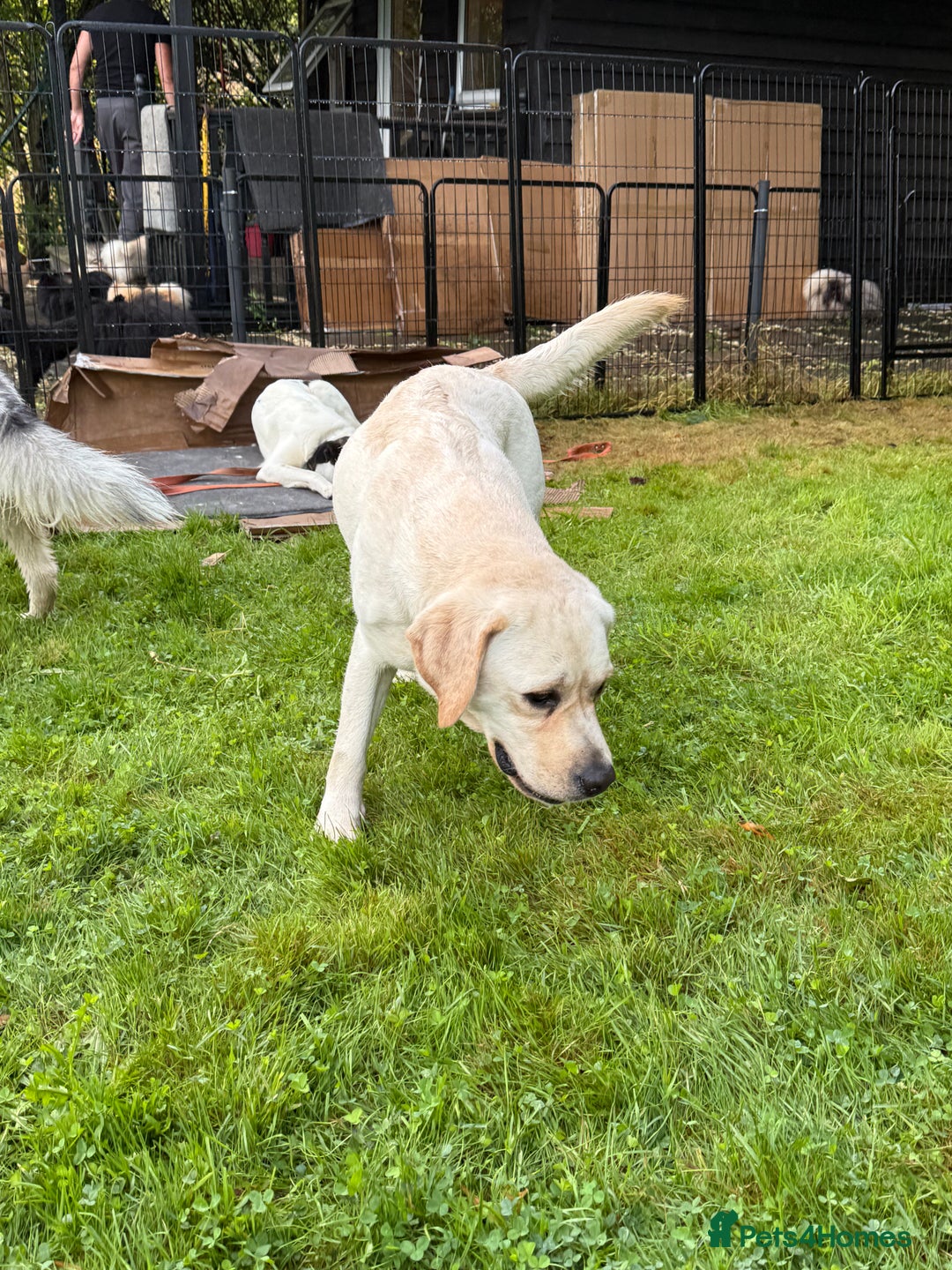 Labrador Retriever dogs for adoption: Lucia’s Story - Minutes from Death - Image 6