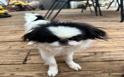 Japanese Chin dogs for sale: female - Advert 23